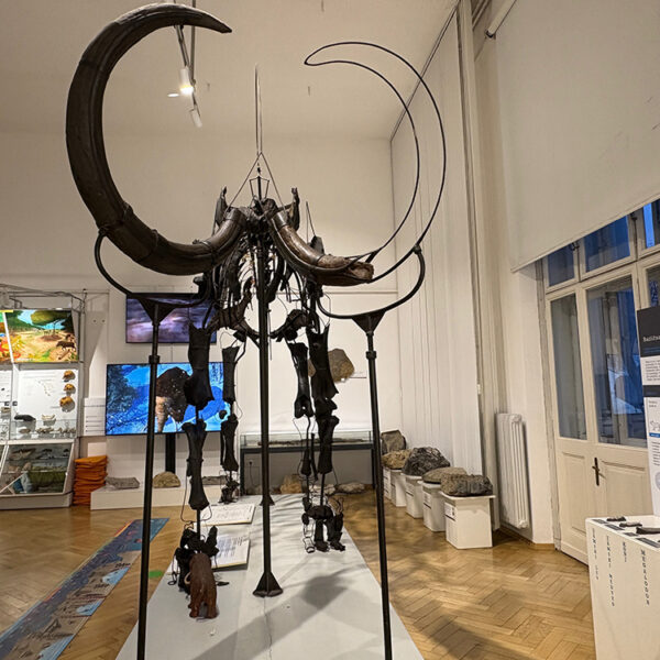 Museo di storia naturale di Lubiana, un viaggio incredibile 